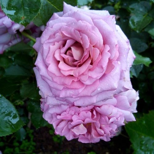 Rosales floribundas - Rosa - Mamiethalène - 